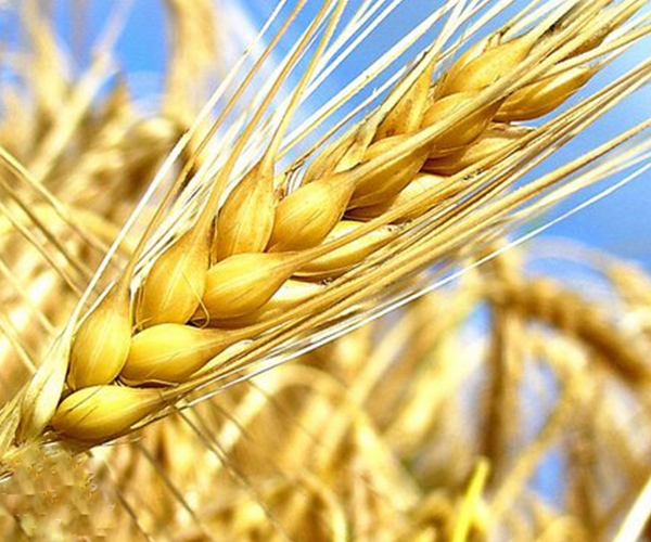 小麥